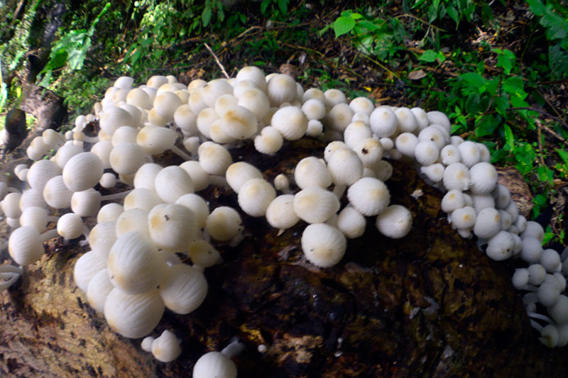 イヌセンボンダケ？