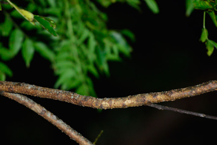 ヤンバルクイナのいた枝