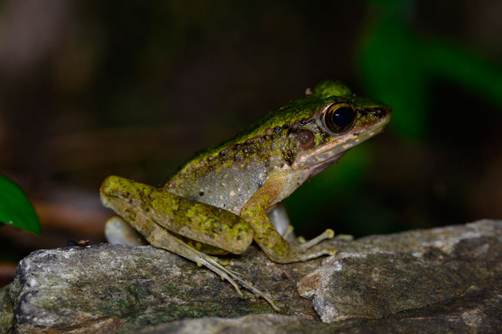 ハナサキガエル