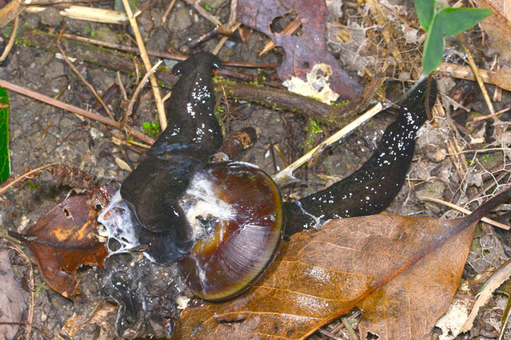 クロコウガイビルによるヤンバルマイマイ捕食
