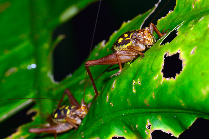 マダラマツムシ（マダラコオロギ）