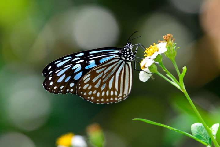 リュウキュウアサギマダラ