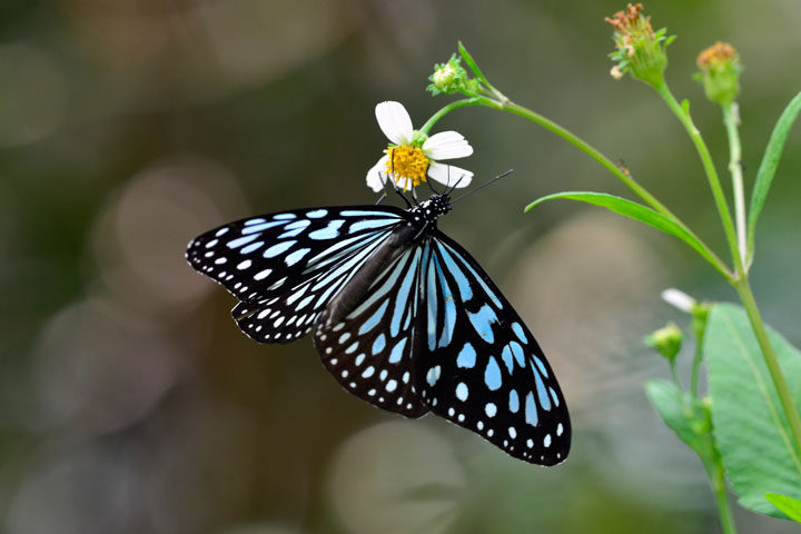 リュウキュウアサギマダラ