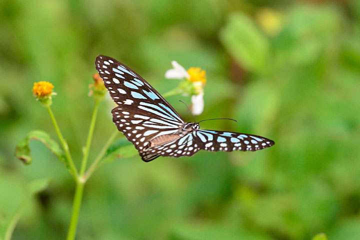 リュウキュウアサギマダラ