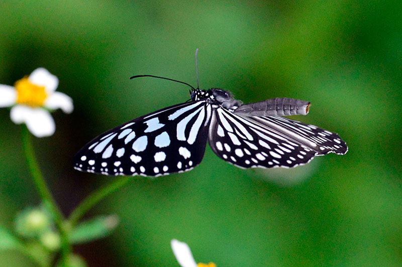 リュウキュウアサギマダラ