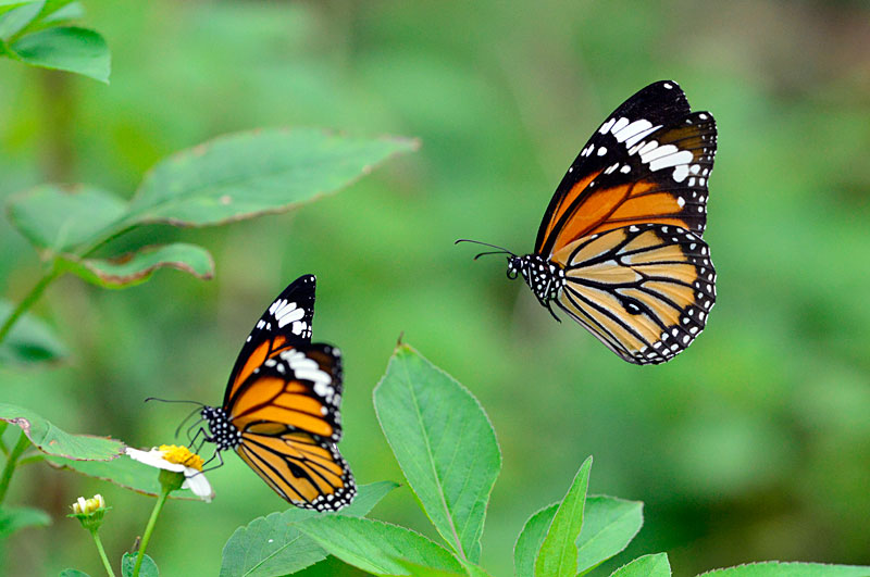 スジグロカバマダラ