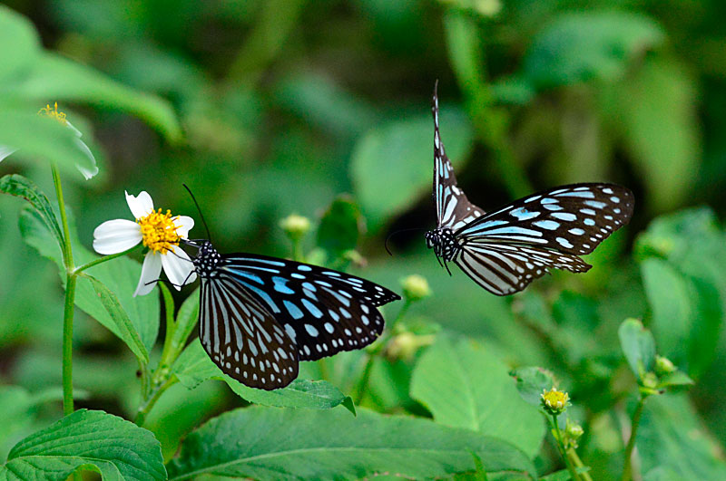 リュウキュウアサギマダラ