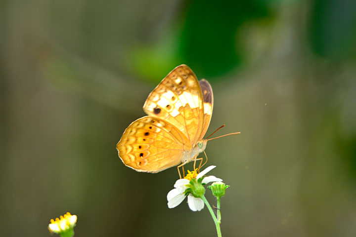 タイワンキマダラ