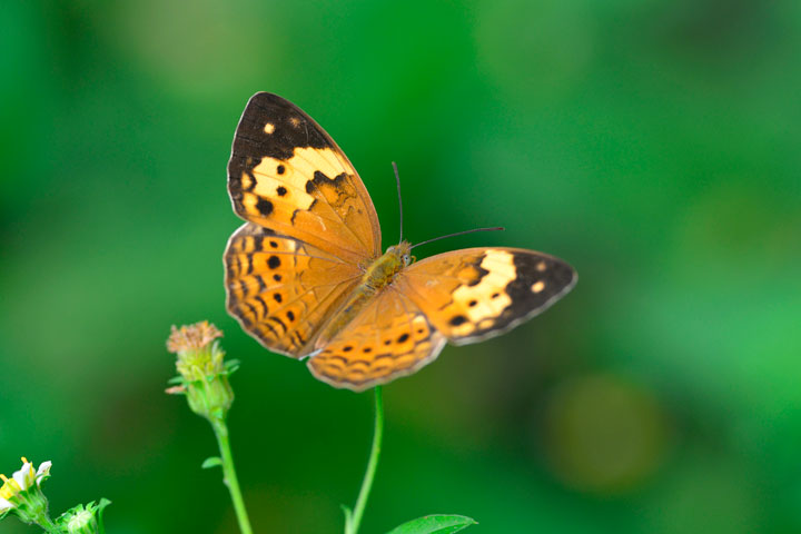 タイワンキマダラ
