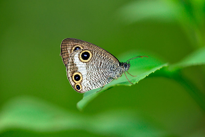 マサキウラナミジャノメ