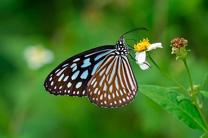 リュウキュウアサギマダラ