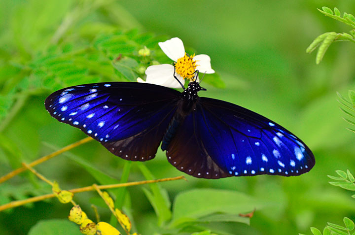 ツマムラサキマダラ雄