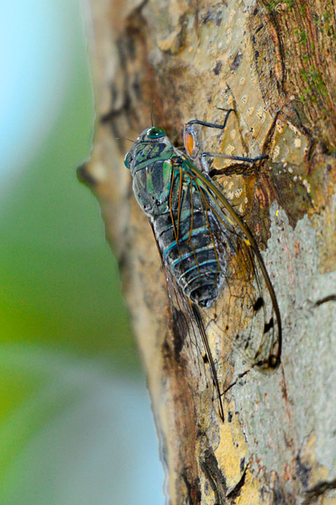 イワサキゼミ雄