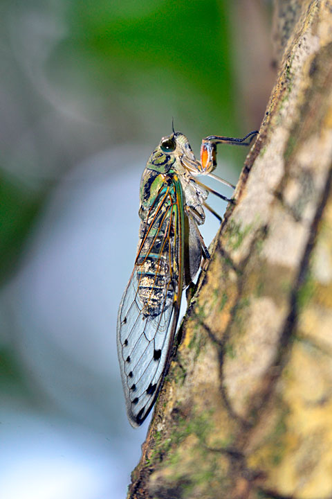 イワサキゼミ雄
