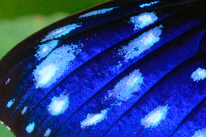 ツマムラサキマダラ雄（ピクセル等倍）