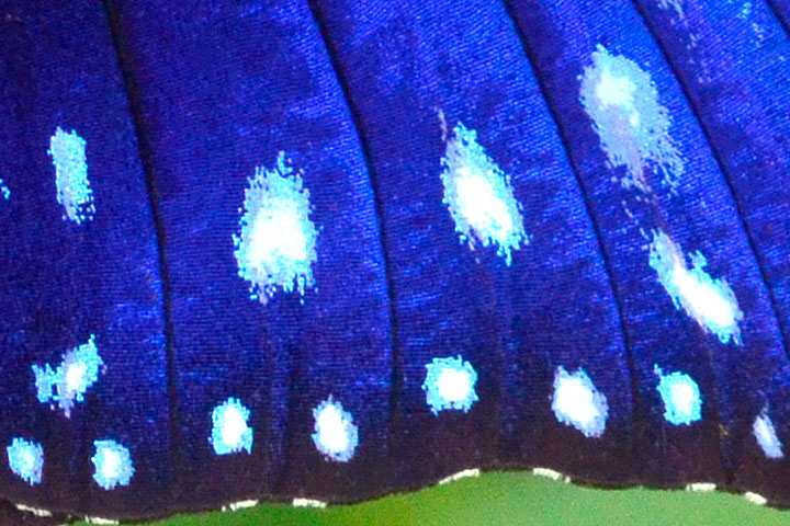 ツマムラサキマダラ雄（ピクセル等倍）