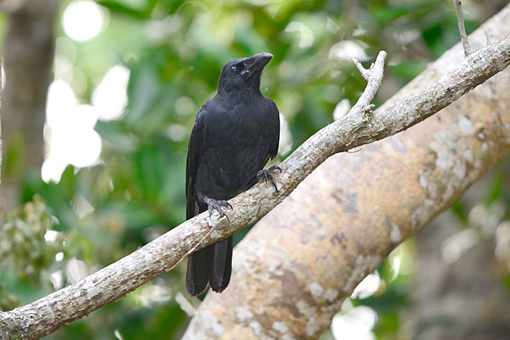 オサハシブトガラス
