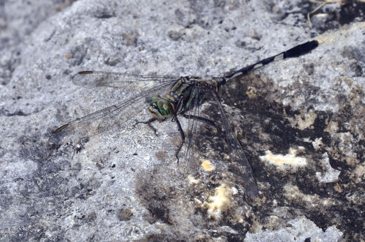 ハラボソトンボ