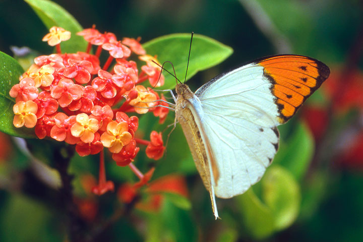ツマベニチョウ