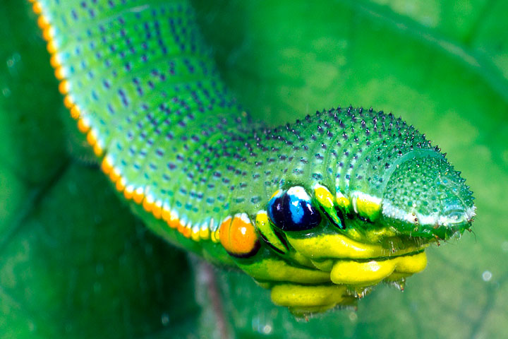 ツマベニチョウ幼虫