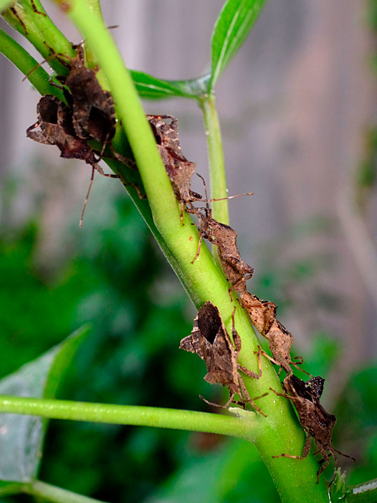 ホウズキカメムシ