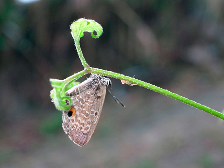 クロマダラソテツシジミ