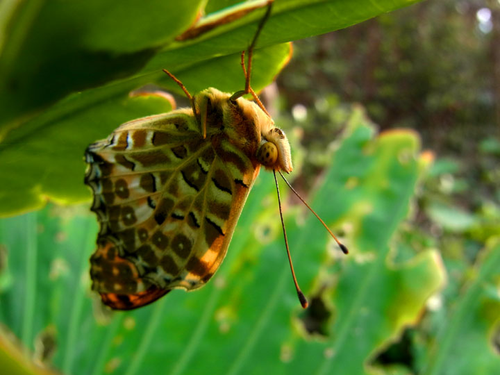 ツマグロヒョウモン