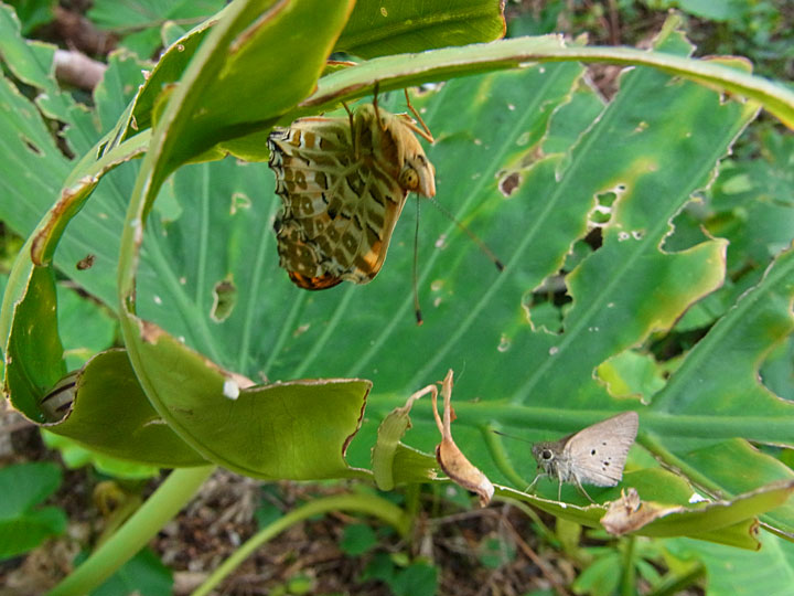 ツマグロヒョウモンとクロボシセセリ