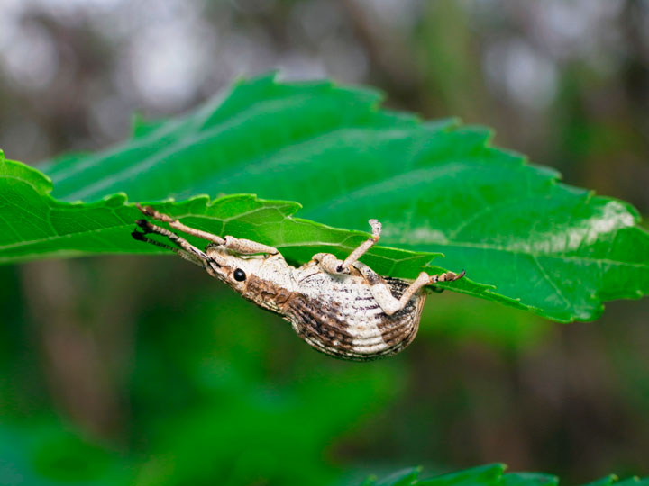 オキナワクワゾウムシ