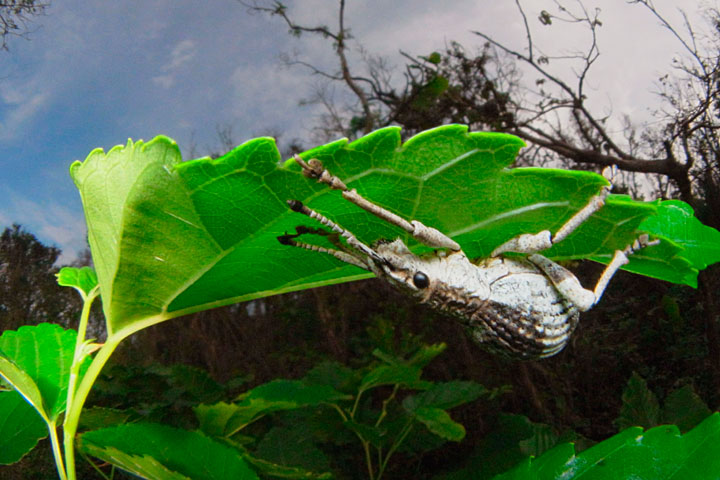 オキナワクワゾウムシ