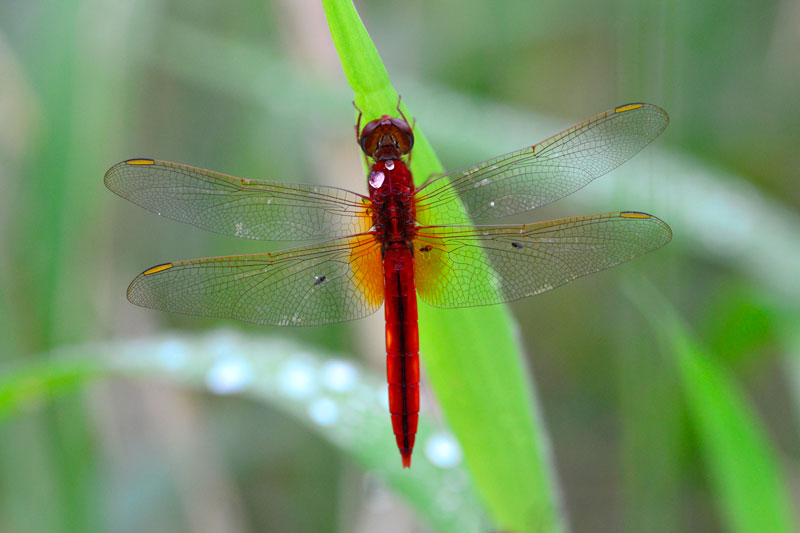 タイリクショウジョウトンボ