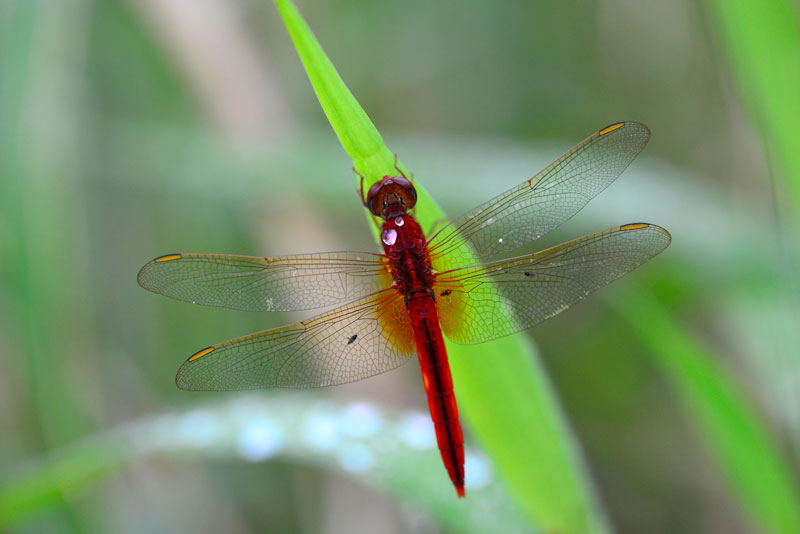タイリクショウジョウトンボ