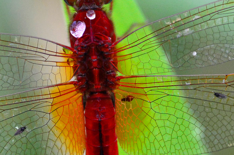 タイリクショウジョウトンボ