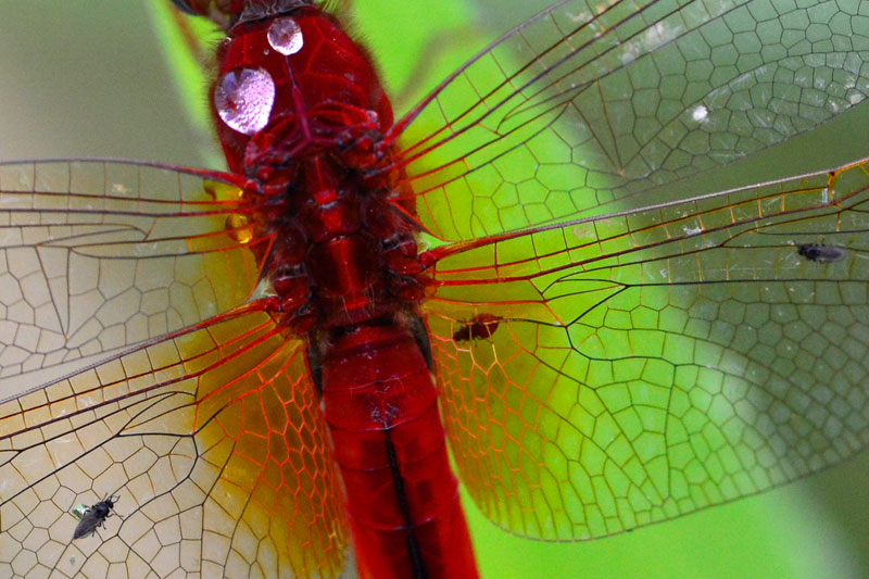 タイリクショウジョウトンボ