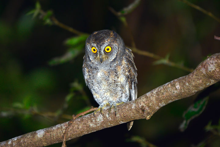 リュウキュウコノハズク