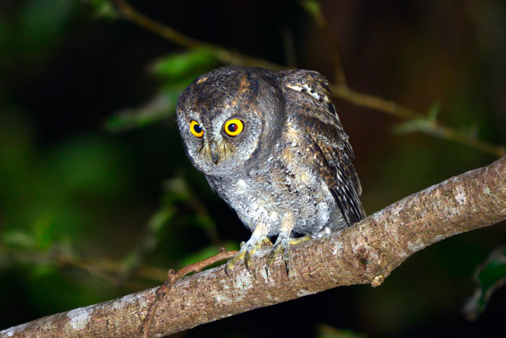 リュウキュウコノハズク