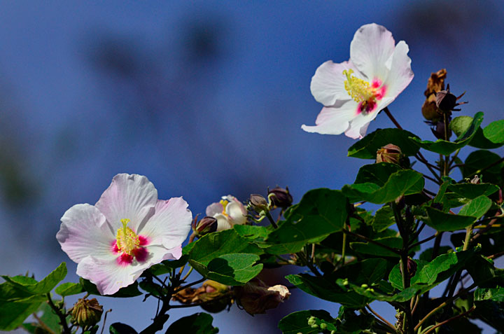 サキシマフヨウ