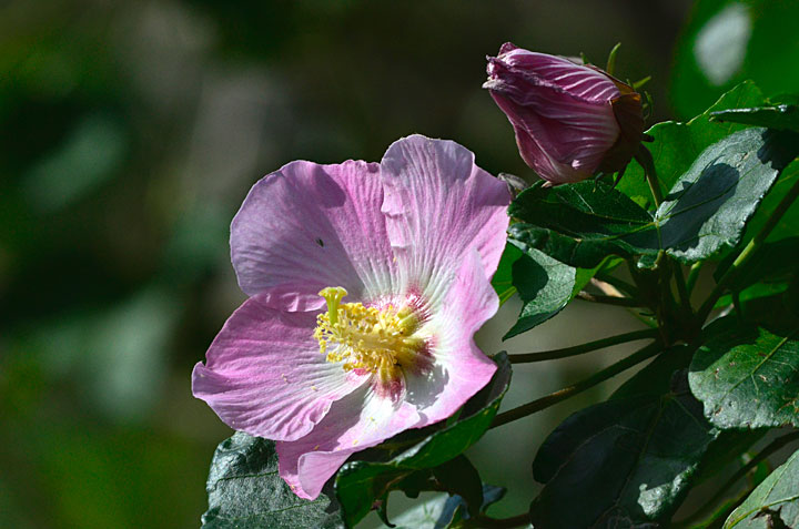 サキシマフヨウ