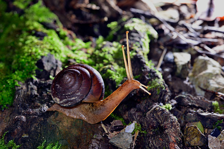 ヤンバルマイマイ