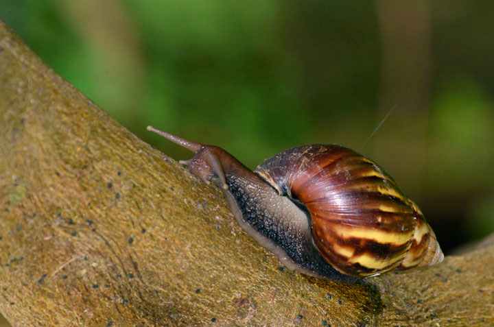 アフリカマイマイ