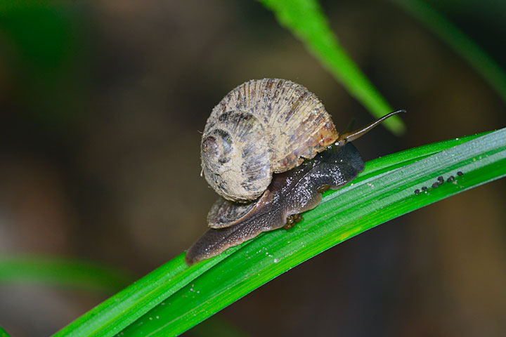 リュウキュウヤマタニシ？