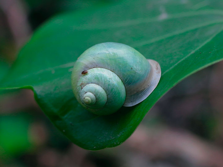 アオミオカタニシ