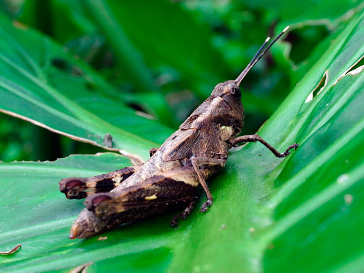 オキナワモリバッタ