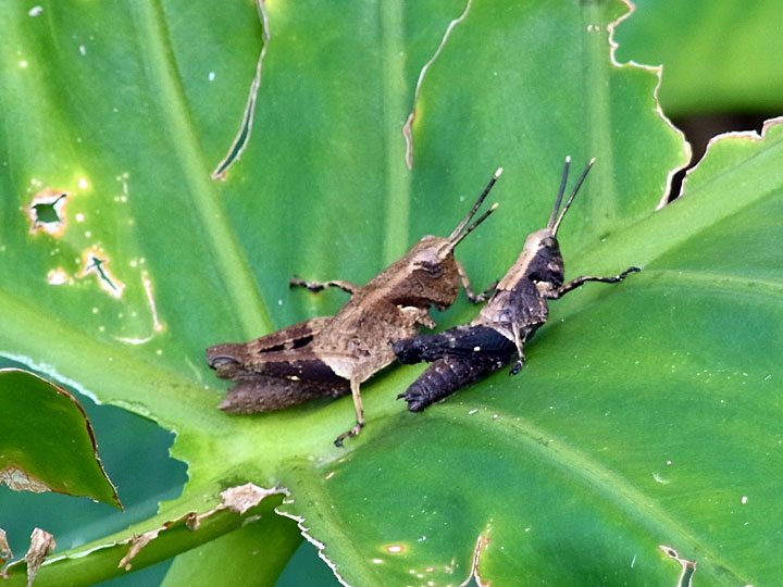 オキナワモリバッタ