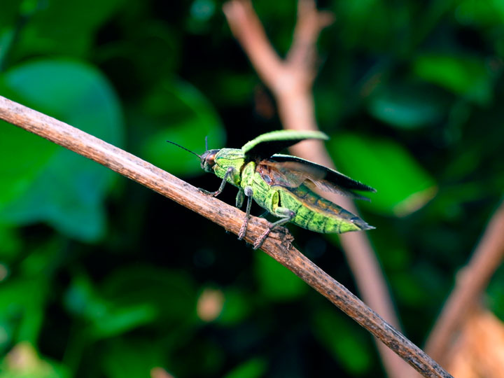 アオムネスジタマムシ