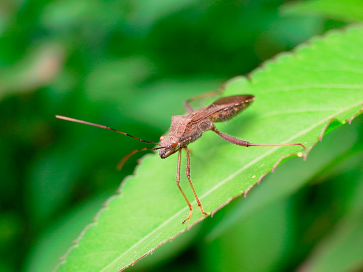 ホソヘリカメムシ