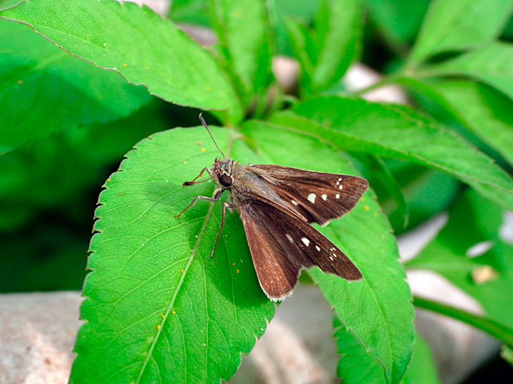 イチモンジセセリ