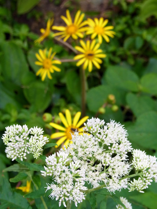 ツワブキとタイワンヒヨドリバナモドキ