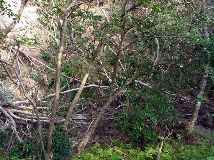 倒木で埋まった川原