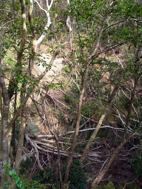倒木で埋まった川原